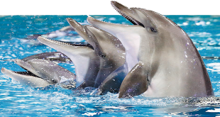 Dubai Dolphin Show And Other Adventures At Dubai Dolphinarium