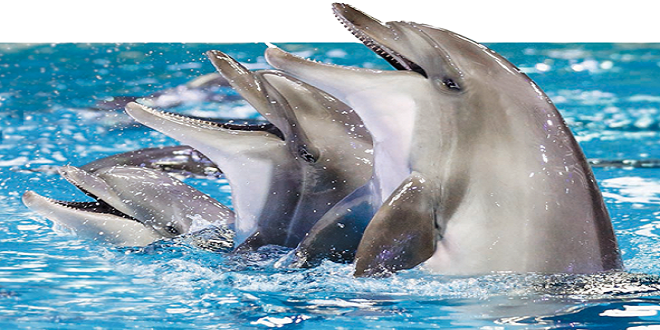 Dubai Dolphin Show And Other Adventures At Dubai Dolphinarium