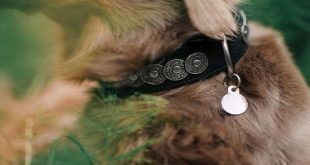 Gear Up With Durable Dog Tags That Will Last