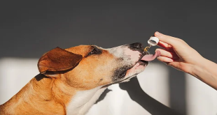 The Health Benefits of CBD for Pets