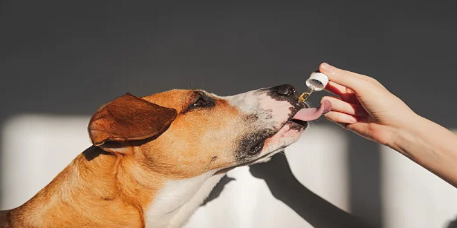 The Health Benefits of CBD for Pets