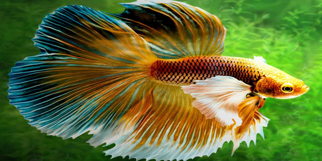 Reasons Your Betta Has Clamped Fins and How to Prevent It