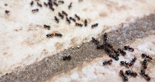 Pest Control Across Season Changes: Preparing for the Summer, Fall, Winter, and Spring