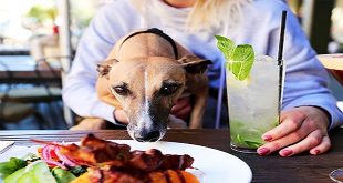 Pet Meat Rolls: A Nutritious Delight for Perth's Furry Friends