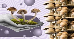 How to Find the Right Place for Purchasing Magic Mushrooms