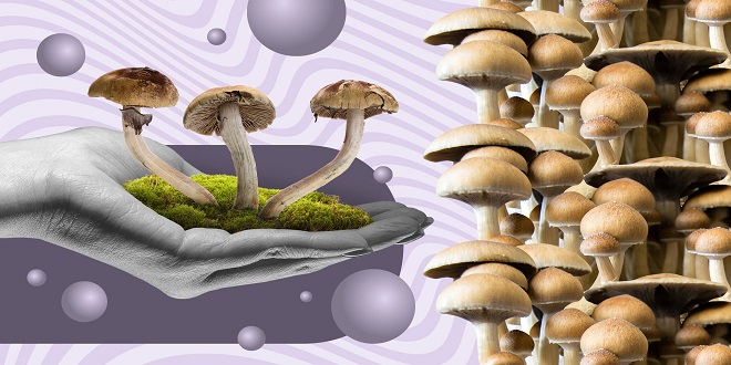 How to Find the Right Place for Purchasing Magic Mushrooms