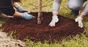 Top 4 Reasons To Plant a Tree in Memory of Someone