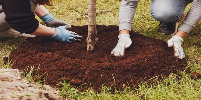 Top 4 Reasons To Plant a Tree in Memory of Someone