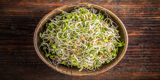 Harvesting Health: A Guide to Homegrown Sprouts for a Nutrient-Packed Lifestyle