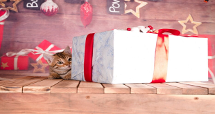 Guide to Finding Purrfect Gift Ideas for Cat Lovers