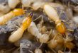 Comprehensive Termite Treatment Plans for Businesses