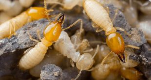 Comprehensive Termite Treatment Plans for Businesses