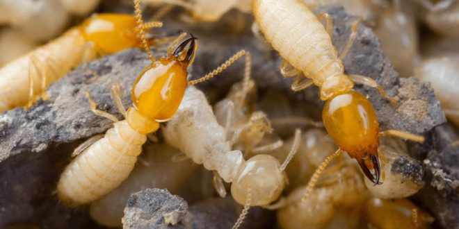 Comprehensive Termite Treatment Plans for Businesses